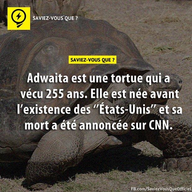 Adwaita est une tortue qui a vécu 255 ans. Elle est née avant l&#039;existence des &quot;États-Unis&quot; et sa mort a été annoncée sur CNN.