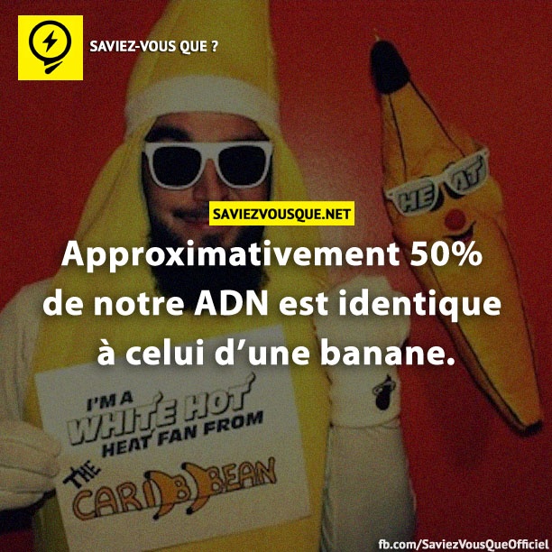 Approximativement 50% de notre ADN est identique à celui d’une banane.