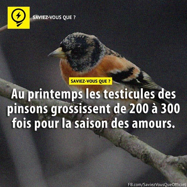 Au printemps les testicules des pinsons grossissent de 200 à 300 dois pour la saison des amours.