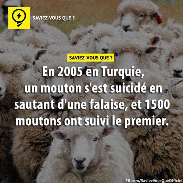 En 2005 en Turquie, un mouton s'est suicidé en sautant d'une falaise, et 1500 moutons ont suivi le premier.