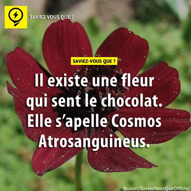 Il existe une fleur qui sent le chocolat. Elle s&#039;appelle Comos Atrosanguineus.