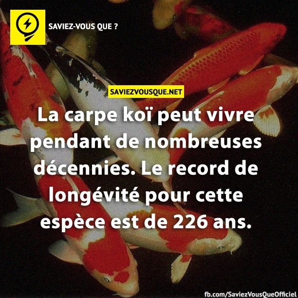 La carpe koï peut vivre pendant de nombreuses décennies. Le record de longévité pour cette espèce est de 226 ans.