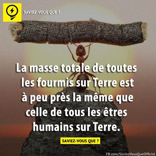 La masse totale de toutes les fourmis sur Terre est à peu près la même que celle de tous les êtres humains sur Terre.
