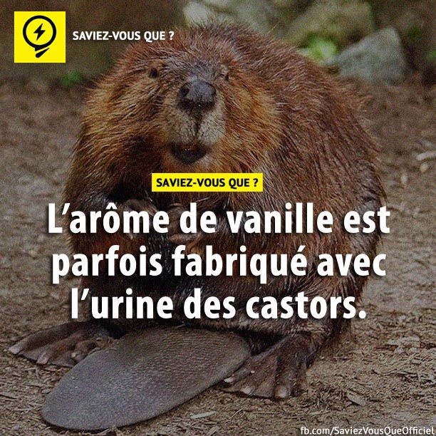 L&#039;arôme de vanille est parfois fabriqué avec l&#039;urine des castors.