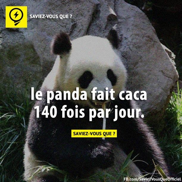 Le panda fait caca 140 fois par jour.
