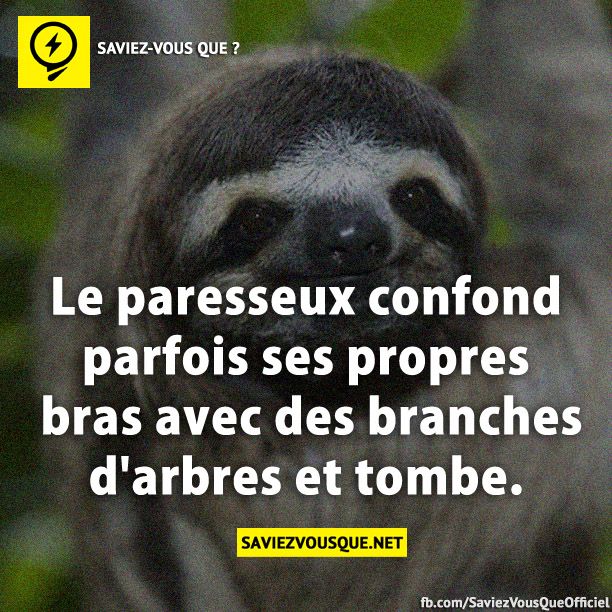 Le paresseux confond parfois ses propres bras avec des branches d&#039;arbres et tombe.