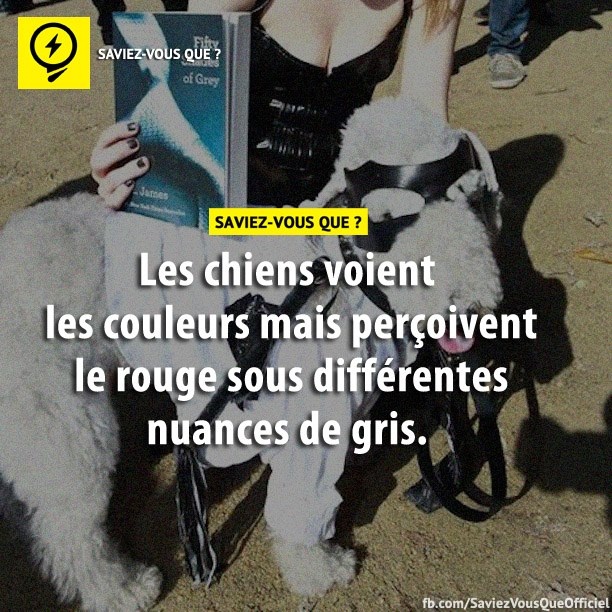 Les chiens voient les couleurs mais perçoivent le rouge sous différentes nuances de gris.