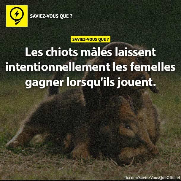 Les chiots mâles laissent intentionnellement les femelles gagner lorsqu&#039;ils jouent.