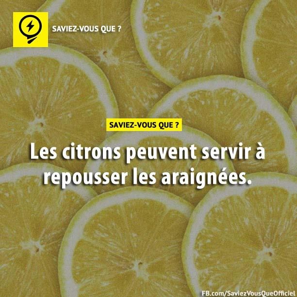 Les citrons peuvent servir à repousser les araignées.
