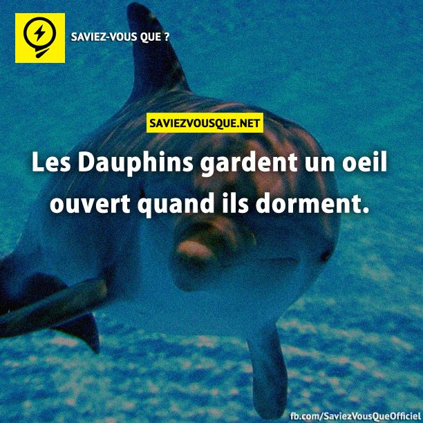 Les Dauphins gardent un oeil ouvert quand ils dorment.