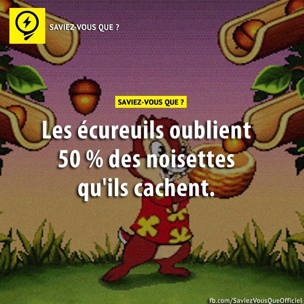 Les écureuils oublient 50 % des noisettes qu&#039;ils cachent.