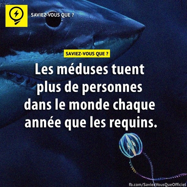 Les méduses tuent plus de personnes dans le monde chaque année que les requins.