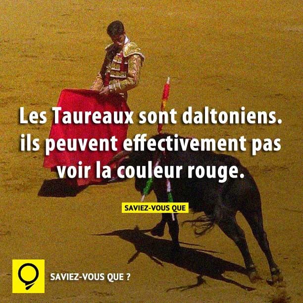 Les Taureaux sont daltoniens. Ils peuvent effectivement pas voir la couleur rouge. — Saviezvous