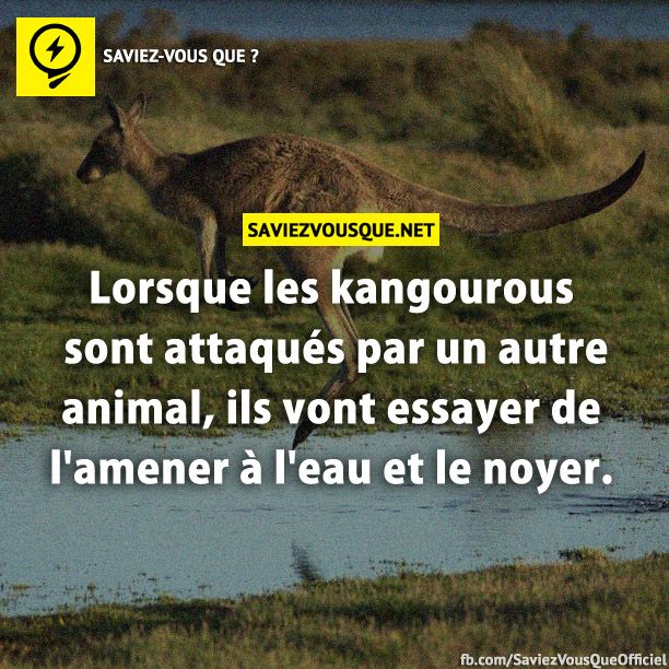Lorsque les kangourous sont attaqués par un autre animal, ils vont essayer de l&#039;amener à l&#039;eau et le noyer.