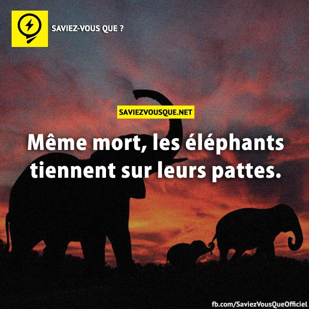 Même mort, les éléphants tiennent sur leurs pattes.