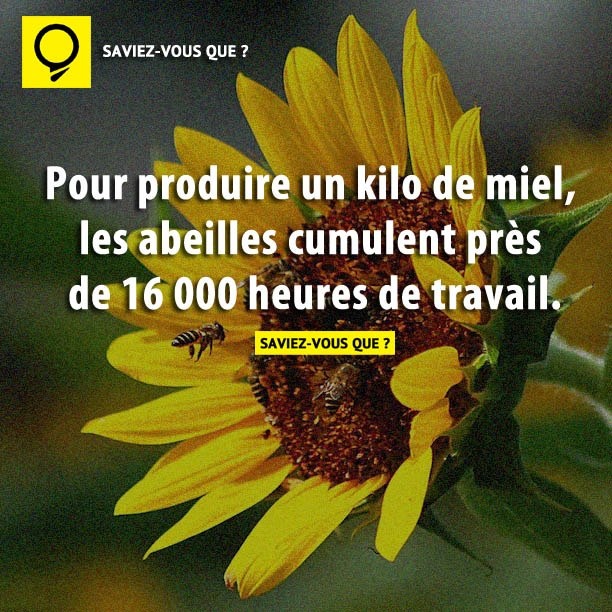 Pour produire un kilo de miel, les abeilles cumulent près de 16 000 heures de travail.