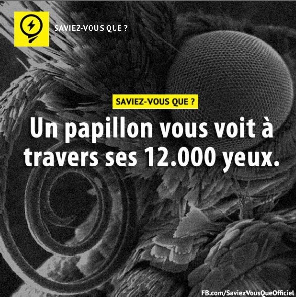 Un papillon vous voit à travers ses 12.000 yeux.