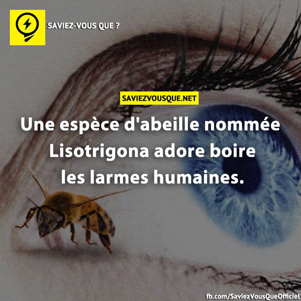 Une espèce d&#039;abeille nommée Lisotrigona adore boire les larmes humaines.