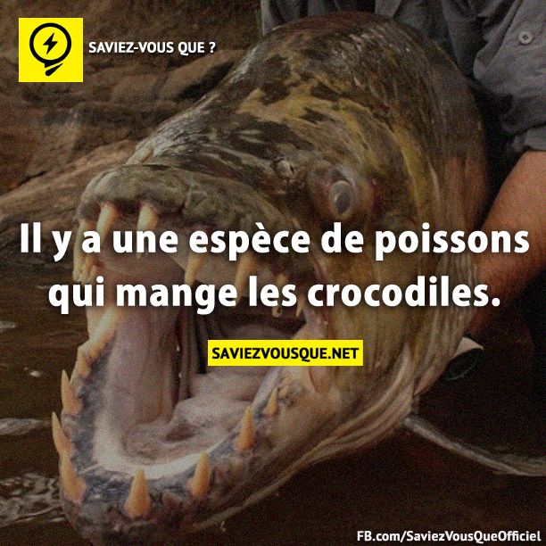 Il y a une espèce de poissons qui mange les crocodiles.