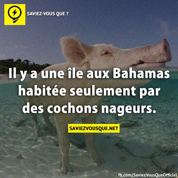 Il y a une île aux Bahamas habitée seulement par des cochons nageurs.