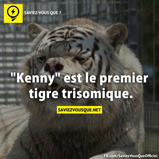 &quot;Kenny&quot; est le premier tigre trisomique.