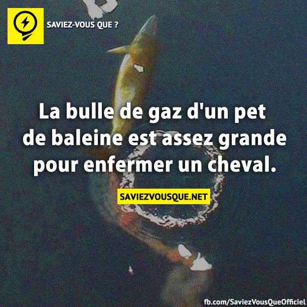 La bulle de gaz d&#039;un pet de baleine est assez grande pour enfermer un cheval.
