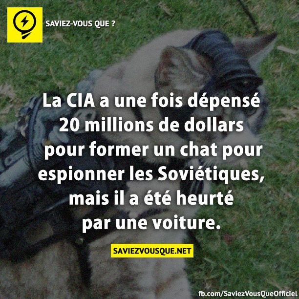 La CIA a une fois dépensé 20 millions de dollars pour former un chat pour espionner les Soviétiques, mais il a été heurté par une voiture.