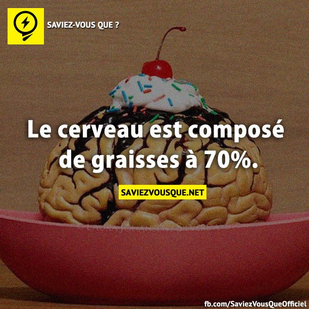 Le cerveau est composé de graisses à 70%.