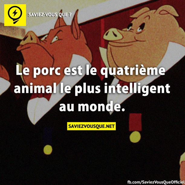 Le porc est le quatrième animal le plus intelligent au monde.