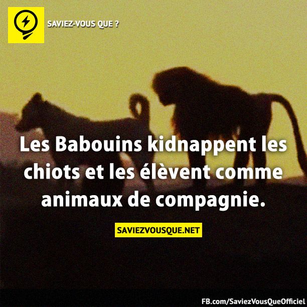 Les Babouins kidnappent les chiots et les élèvent comme animaux de compagnie.