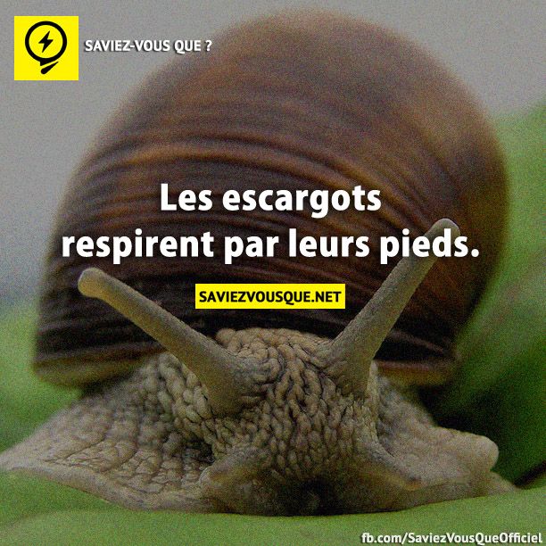 Les escargots respirent par leurs pieds.