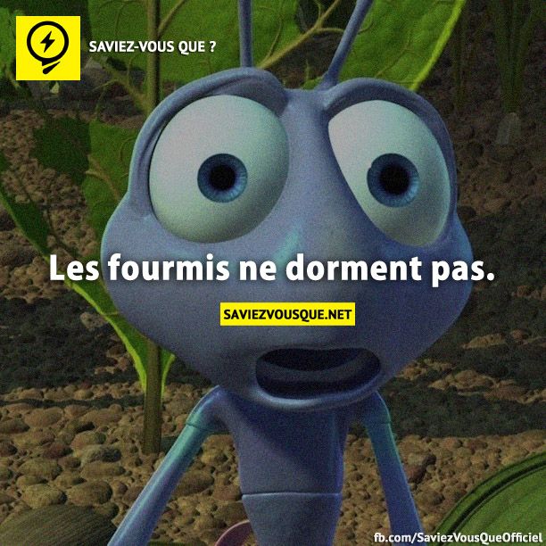 Les fourmis ne dorment pas.