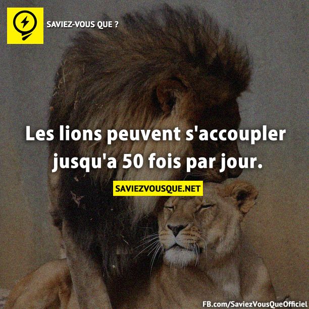 Les lions peuvent s&#039;accoupler jusqu&#039;a 50 fois par jour.