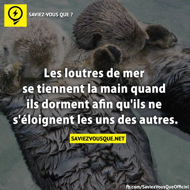 Les loutres de mer se tiennent la main quand ils dorment afin qu&#039;ils ne s&#039;éloignent les uns des autres
