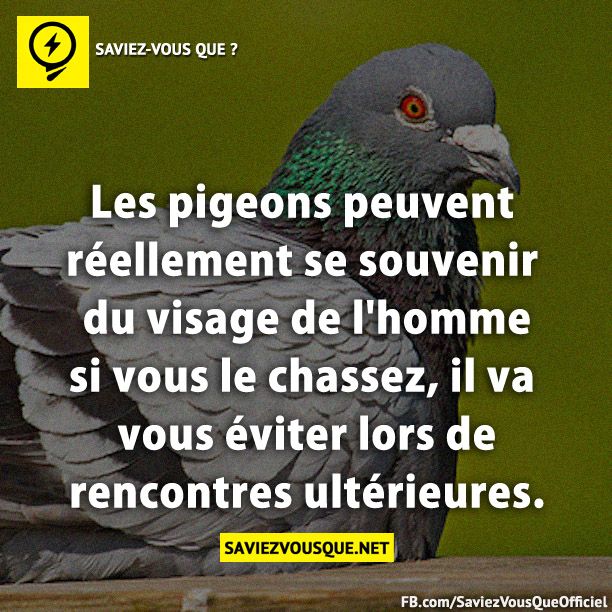 Les pigeons peuvent réellement se souvenir du visage de L'Homme- Si vous le chassez, il va vous éviter lors de rencontres ultérieures.