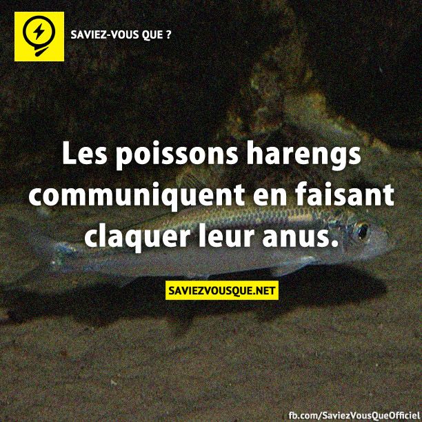 Les poissons harengs communiquent en faisant claquer leur anus.