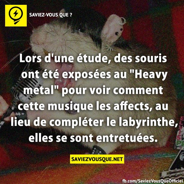 Lors d&#039;une étude, des souris ont été exposées au &quot;Heavy metal&quot; pour voir comment cette musique les affects, au lieu de compléter le labyrinthe, elles se sont entretuées.