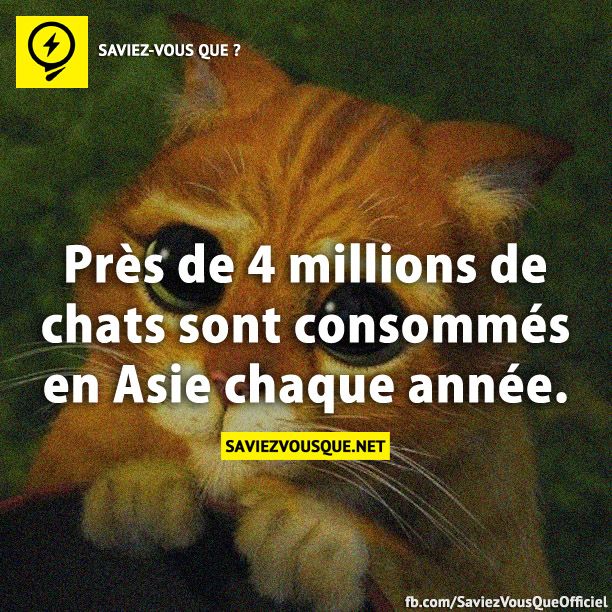 Près de 4 millions de chats sont consommés en Asie chaque année.