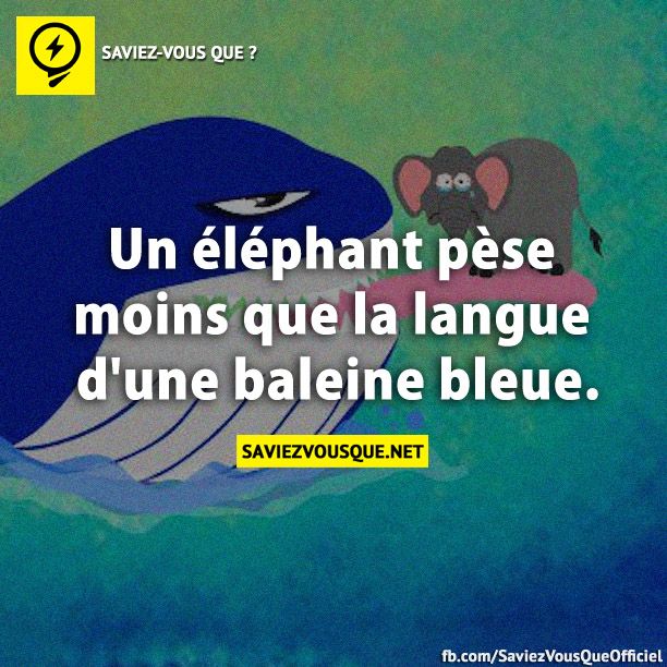 Un éléphant pèse moins que la langue d&#039;une baleine bleue.