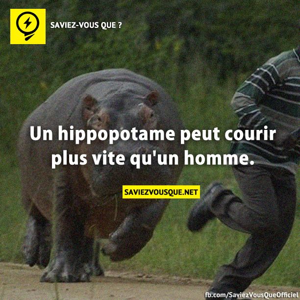 Un hippopotame peut courir plus vite qu&#039;un homme.
