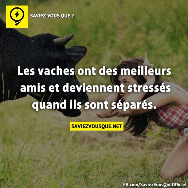 Les vaches ont des meilleurs amis et deviennent stressés quand ils sont séparés.