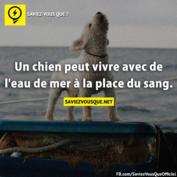 Un chien peut vivre avec de l&#039;eau de mer à la place du sang.