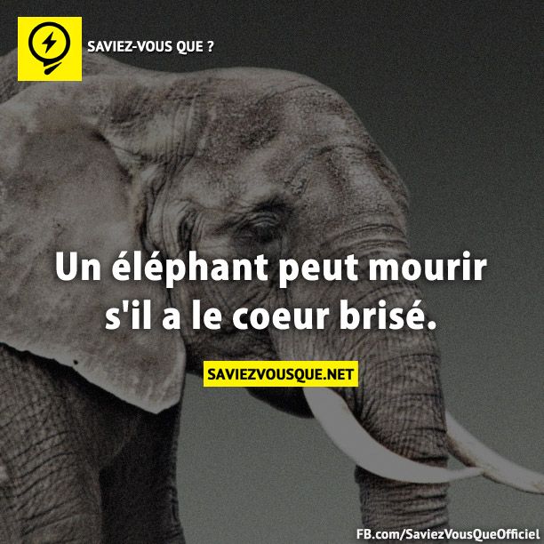 Un éléphant peut mourir s&#039;il a le coeur brisé.