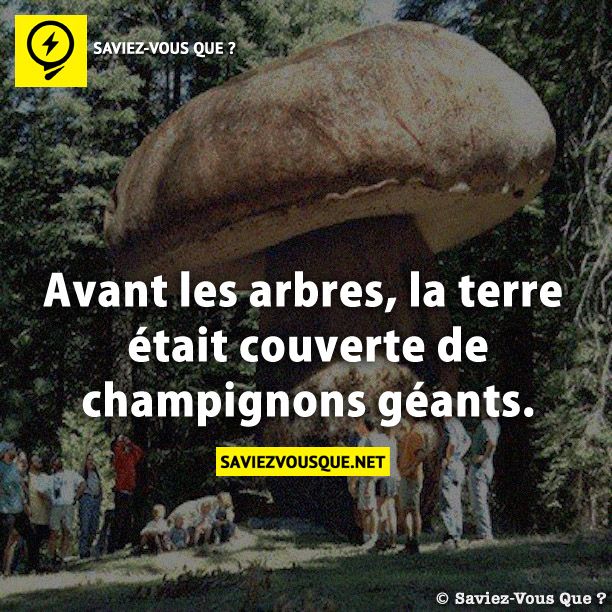 Avant les arbres, la terre était couverte de champignons géants.