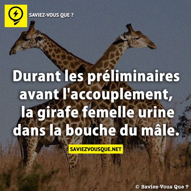 Durant les préliminaires avant l&#039;accouplement, la girafe femelle urine dans la bouche du mâle.