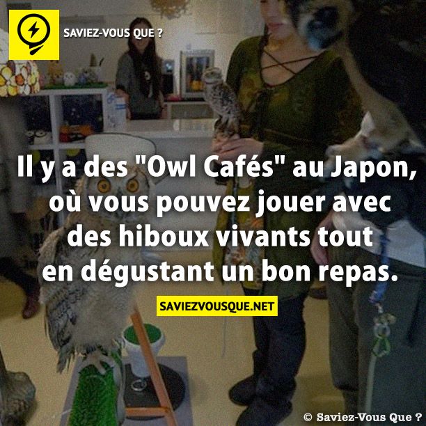 Il y a des &quot;Owl Cafés&quot; au Japon, où vous pouvez jouer avec des hiboux vivants tout en dégustant un bon repas.