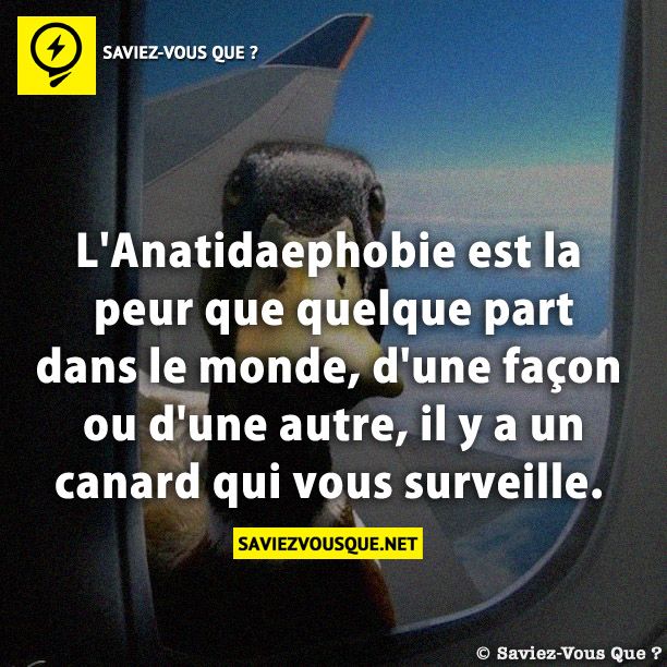 L&#039;Anatidaephobie est la peur que quelque part dans le monde, d&#039;une façon ou d&#039;une autre, il y a un canard qui vous surveille.