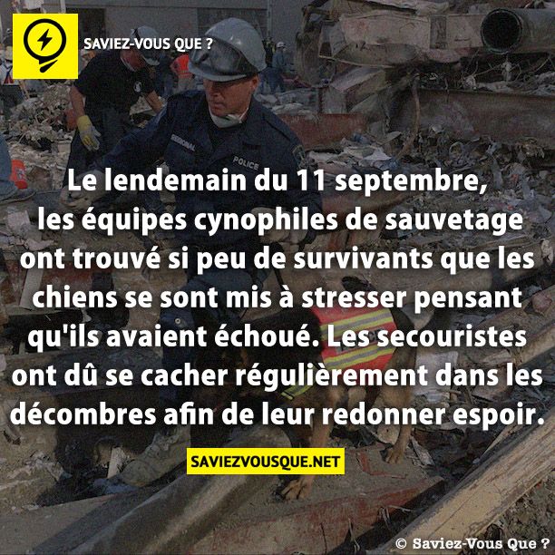 Le lendemain du 11 septembre, les équipes cynophiles de sauvetage ont trouvé si peu de survivants que les chiens se sont mis à stresser pensant qu&#039;ils avaient échoué. Les secouristes ont dû se cacher régulièrement dans les décombres afin de leur redonner espoir.