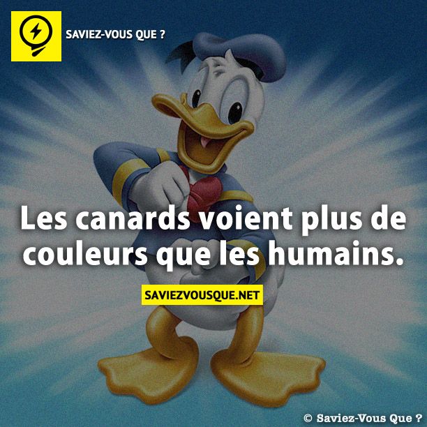 Les canards voient plus de couleurs que les humains.