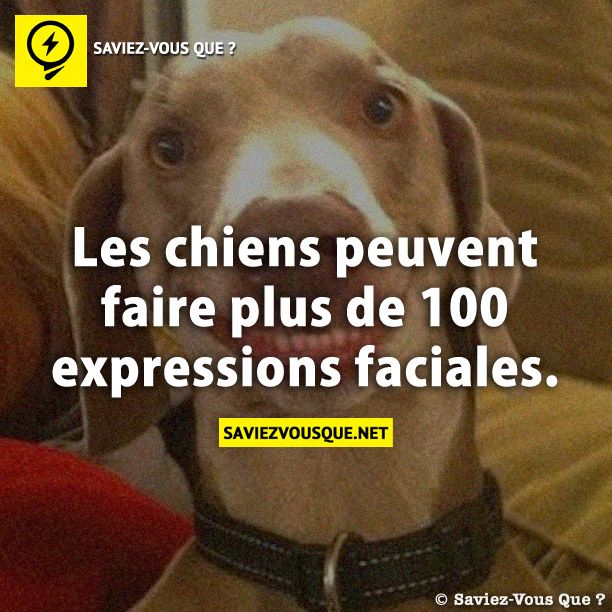 Les chiens peuvent faire plus de 100 expressions faciales.